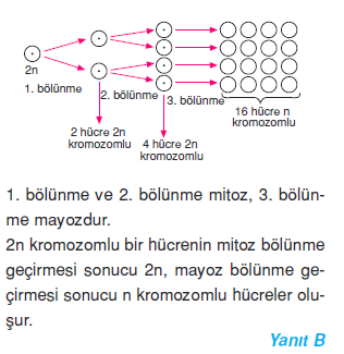 9 cozum