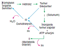 Canlilarintemelbilesimicozumlutest1 (10)