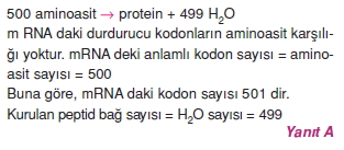 Canlilarintemelbilesimicozumlutest1 (11)