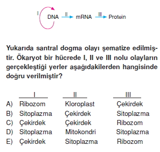 Canlilarintemelbilesimicozumlutest1 (13)