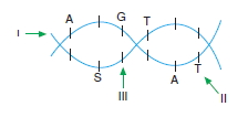 Canlilarintemelbilesimicozumlutest1 (14)