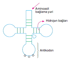 Canlilarintemelbilesimicozumlutest1 (18)