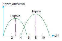 Canlilarintemelbilesimicozumlutest1 (2)