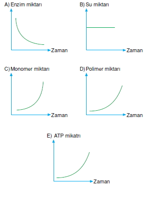 Canlilarintemelbilesimicozumlutest1 (2)