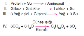 Canlilarintemelbilesimicozumlutest1 (2)