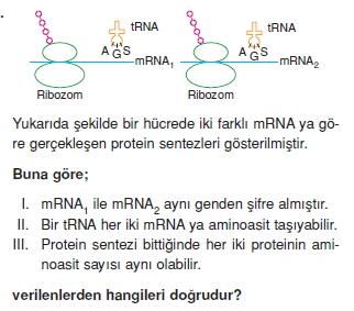 Canlilarintemelbilesimicozumlutest1 (5)