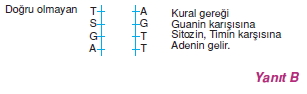 Canlilarintemelbilesimicozumlutest1 (8)