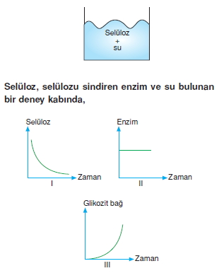 Canlilarintemelbilesimicozumlutest1 (8)