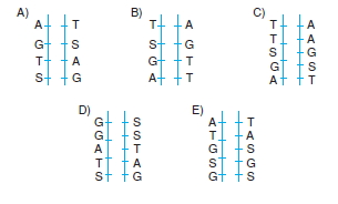 Canlilarintemelbilesimicozumlutest1 (9)