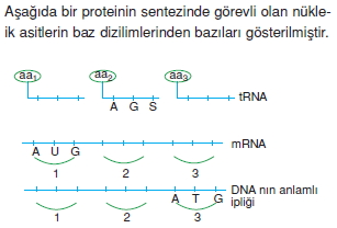 Canlilarintemelbilesimicozumlutest1