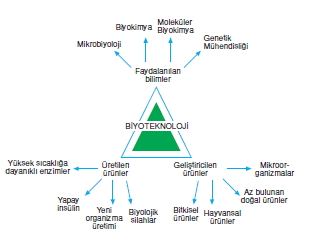 bilimselyontem2000liyillarinbilimibiyolojicanlilarinortakozelliklericozumlutest1 (10)