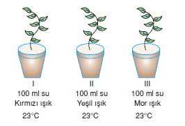 bilimselyontem2000liyillarinbilimibiyolojicanlilarinortakozelliklericozumlutest1 (3)