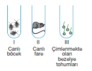 bilimselyontem2000liyillarinbilimibiyolojicanlilarinortakozelliklericozumlutest1 (4)