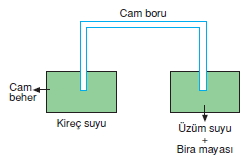 bilimselyontem2000liyillarinbilimibiyolojicanlilarinortakozelliklericozumlutest1 (5)