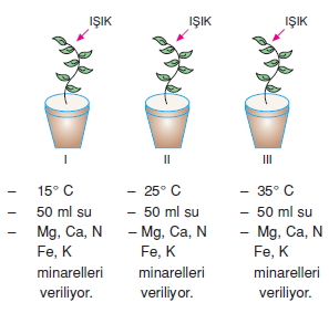 bilimselyontem2000liyillarinbilimibiyolojicanlilarinortakozelliklericozumlutest1 (9)