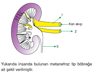 Bosaltimsistemikonutesti4001