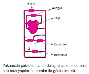 Bosaltimsistemikonutesti4002