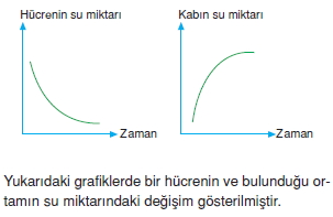 Canlilarintemelbilesimicozumlutest1 (10)