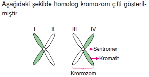 Canlilarintemelbilesimicozumlutest1 (10)