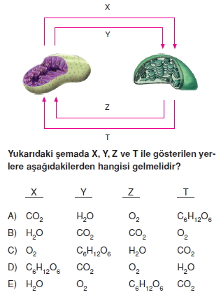 Canlilarintemelbilesimicozumlutest1 (12)