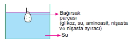 Canlilarintemelbilesimicozumlutest1 (13)