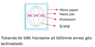 Canlilarintemelbilesimicozumlutest1 (13)