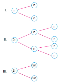 Canlilarintemelbilesimicozumlutest1 (14)