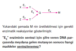 Canlilarintemelbilesimicozumlutest1 (2)