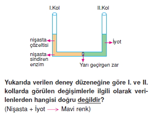 Canlilarintemelbilesimicozumlutest1 (2)