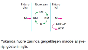 Canlilarintemelbilesimicozumlutest1 (2)