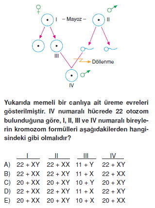 Canlilarintemelbilesimicozumlutest1 (24)
