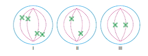 Canlilarintemelbilesimicozumlutest1 (2)