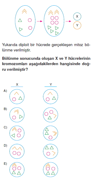 Canlilarintemelbilesimicozumlutest1 (27)