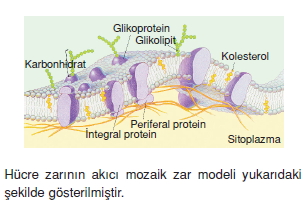 Canlilarintemelbilesimicozumlutest1 (3)