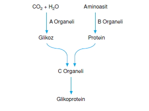 Canlilarintemelbilesimicozumlutest1 (3)