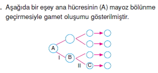 Canlilarintemelbilesimicozumlutest1 (3)