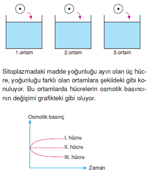 Canlilarintemelbilesimicozumlutest1 (4)