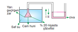 Canlilarintemelbilesimicozumlutest1 (4)