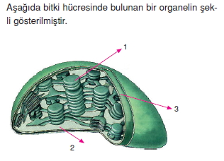 Canlilarintemelbilesimicozumlutest1 (4)