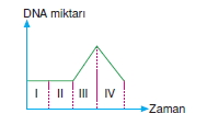 Canlilarintemelbilesimicozumlutest1 (5)