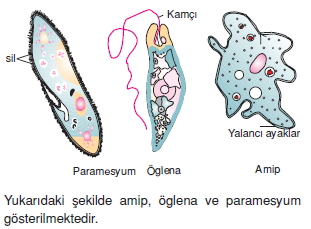 Canlilarintemelbilesimicozumlutest1 (6)