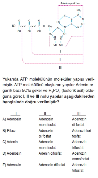 Canlilarintemelbilesimicozumlutest1 (8)