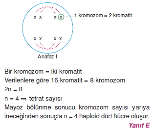 Canlilarintemelbilesimicozumlutest1 (8)