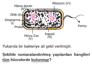 Canlilarintemelbilesimicozumlutest1