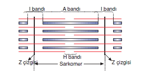 Destekvehareketsistemicözümlütest2002