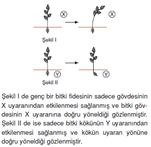 Destekvehareketsistemicözümlütest2004