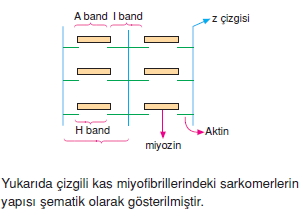 Destekvehareketsistemikonutesti1005