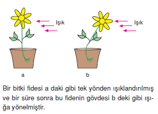 Destekvehareketsistemikonutesti2001