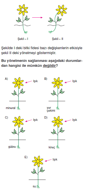 Destekvehareketsistemikonutesti2004