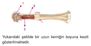 Destekvehareketsistemikonutesti3004